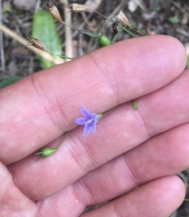 Wahlenbergia krebsii krebsii