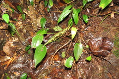 Pleurothallis matudana