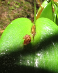 Pleurothallis matudana