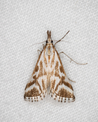 Sedenia rupalis