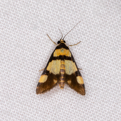 Deuterarcha xanthomela