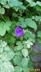 Clitoria ternatea
