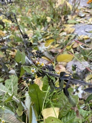 Solanum nigrum