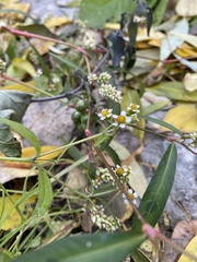 Solanum nigrum