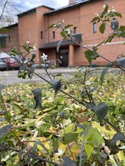 Solanum nigrum