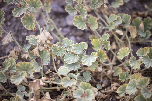 iNaturalist observation photo of alkali mallow