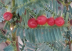 Austroacacidiplosis botrycephalae