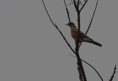 Turdus migratorius