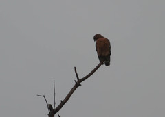 Buteo lineatus