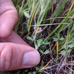Trifolium bifidum