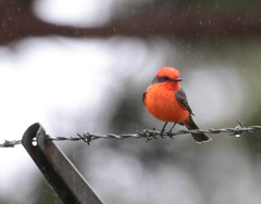 Pyrocephalus rubinus