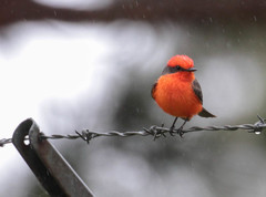 Pyrocephalus rubinus