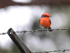 Pyrocephalus rubinus