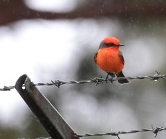 Pyrocephalus rubinus