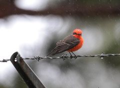 Pyrocephalus rubinus