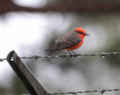 Pyrocephalus rubinus