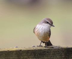 Pyrocephalus rubinus