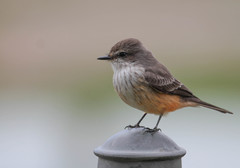 Pyrocephalus rubinus