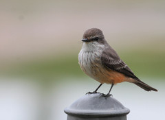 Pyrocephalus rubinus