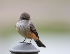 Pyrocephalus rubinus