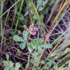 Trifolium bifidum