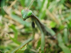 Mantis religiosa religiosa