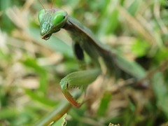 Mantis religiosa religiosa