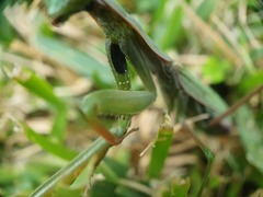 Mantis religiosa religiosa