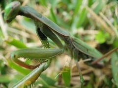 Mantis religiosa religiosa