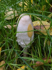 Coprinus comatus