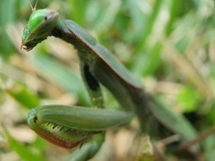 Mantis religiosa religiosa