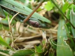 Mantis religiosa religiosa