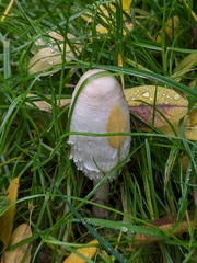 Coprinus comatus