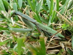 Mantis religiosa religiosa