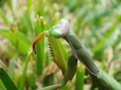 Mantis religiosa religiosa