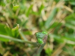 Mantis religiosa religiosa