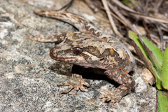 Mokopirirakau