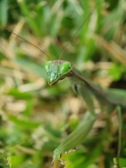 Mantis religiosa religiosa