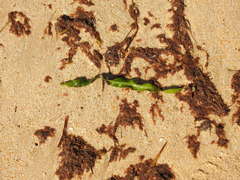 Caulerpa prolifera