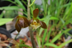 Prosthechea varicosa