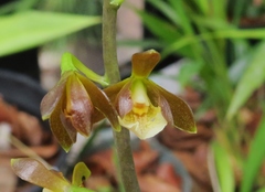 Prosthechea varicosa