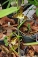 Prosthechea varicosa