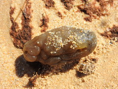 Phallusia mammillata