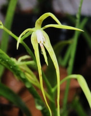 Prosthechea rhynchophora