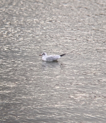 Chroicocephalus ridibundus