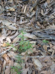 Polypremum procumbens