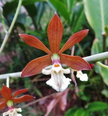 Prosthechea michuacana