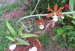 Prosthechea michuacana