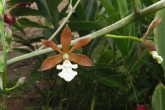 Prosthechea michuacana
