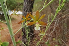 Prosthechea michuacana